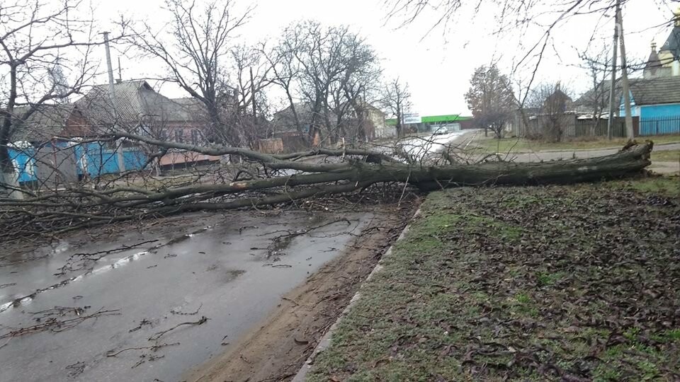 Не проїхати: У Вознесенську через погодні умови дерево впал..., фото-2 Не проїхати: У Вознесенську через погодні умови дерево впало на дорогу, - ФОТО, фото-2