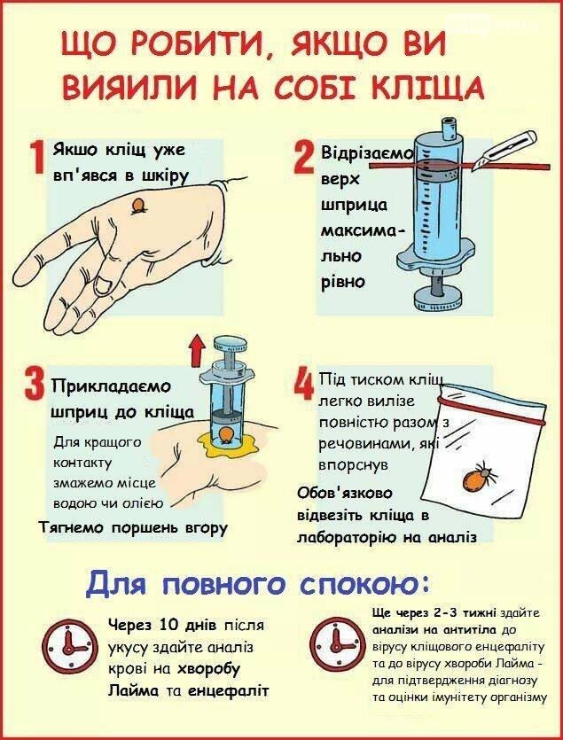 Вознесенці, ОБЕРЕЖНО! Сезон кліщів в самому розпалі!, фото-2 Вознесенці, ОБЕРЕЖНО! Сезон кліщів в самому розпалі!, фото-2
