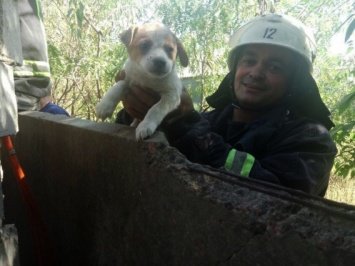 В Николаевской области из-за глупого щенка подняли на ноги..., фото-1 В Николаевской области из-за глупого щенка подняли на ноги пожарную команду, фото-1
