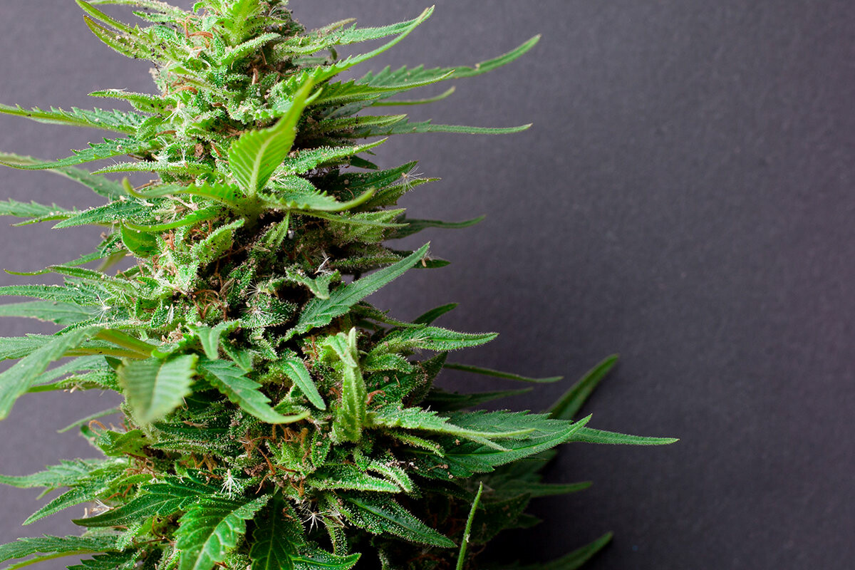 разновидности семян марихуаны