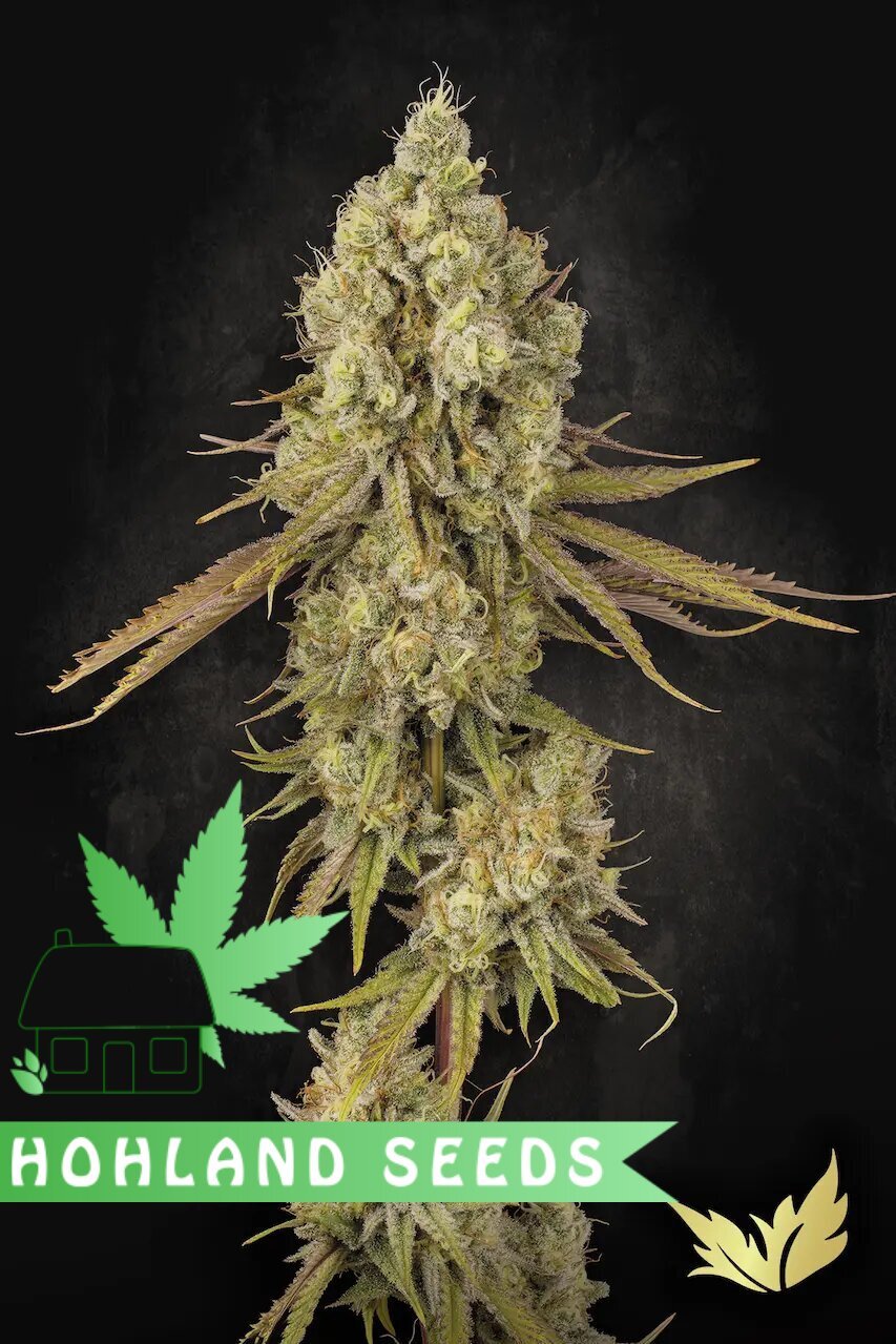 насіння марихуани від hohlandseeds